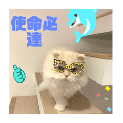 Mini酷酷貓