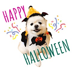 Moco-Pomeranian