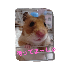 hamhamland_20191012150258