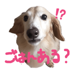 Razu kun stickers