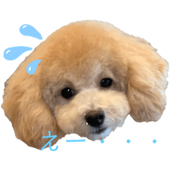 honey821-20191012163720