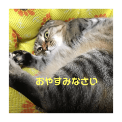 moka_taro_3