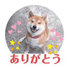 Sak_260012019