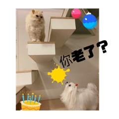 貓與狗搞笑喔