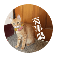 個性貓咪表情包2