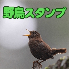 Bird Photo Stickers