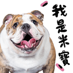 English Bulldog MIBAO