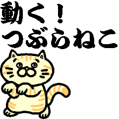 TSUBURANEKO MOVING CAT