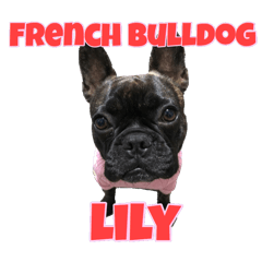 FrenchBulldog Lily3