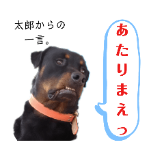 じんたろの日常③