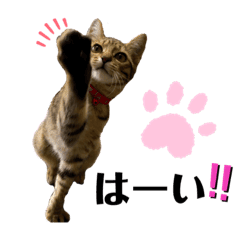 ねこ Lineクリエイターズスタンプまとめ Stamplist Part 29