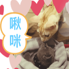 萌貓手作