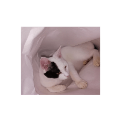 yayoi_20191013154743