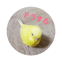 Lemon_20191013235224