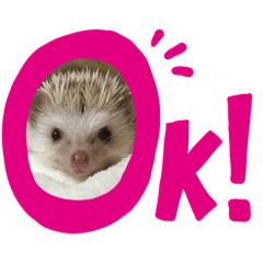 mameko_Hedgehog