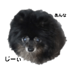 Pomeranian  Annachan