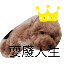 QQ毛