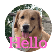 DOG_20191014153703