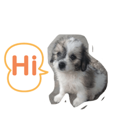 Shih Tzu Dog_20191014171342