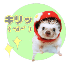 Hedgehog Wasabi Japan