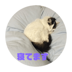 takashi_cat_neko