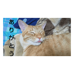 Cat_20190903