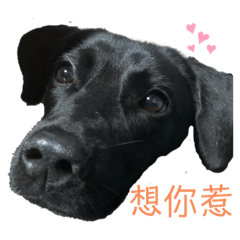 Bonny_20190925225719 - Stiker LINE | LINE STORE