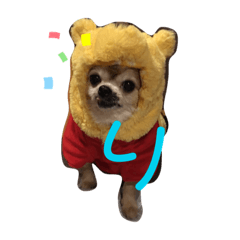 Kurumi_20190927180530