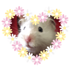 HohoReo_20190911154219