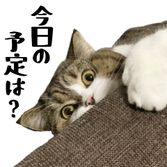 Cat's "Mamesuke" Daily use