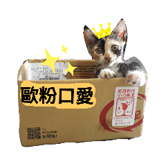 調皮小貓的生活日常