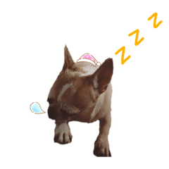 狗狗特輯