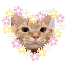 mochi.azk_20190910010029