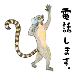 Ring-tailed Lemur WOW