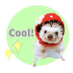 Hedgehog Wasabi English