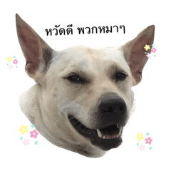 Dogs _20191015022008