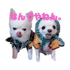 chipeko_2019101500094