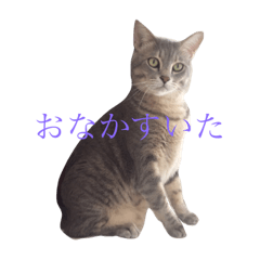 Cats mainichi