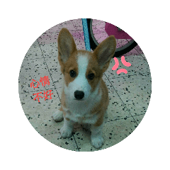 柯基QQ與博美妞妞