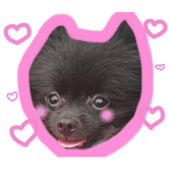dog_20191001193903