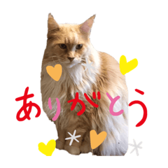 MAINCOON Cats