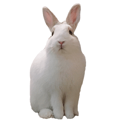My white rabbit "MOCHI"