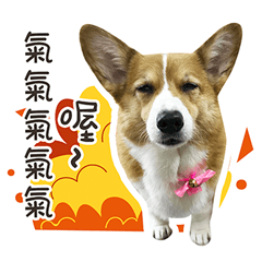 嗨你好！我是柯基犬 菜菜