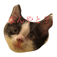 mao_20191015152939
