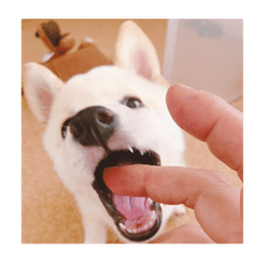 omochi_20190927220615