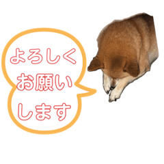 Haruto shibainu