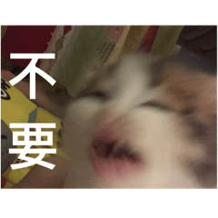 口愛貓貓們