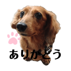 dog_20191016121820