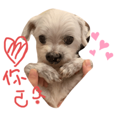 笨狗無聊日常