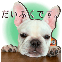 The French bulldog I like very much